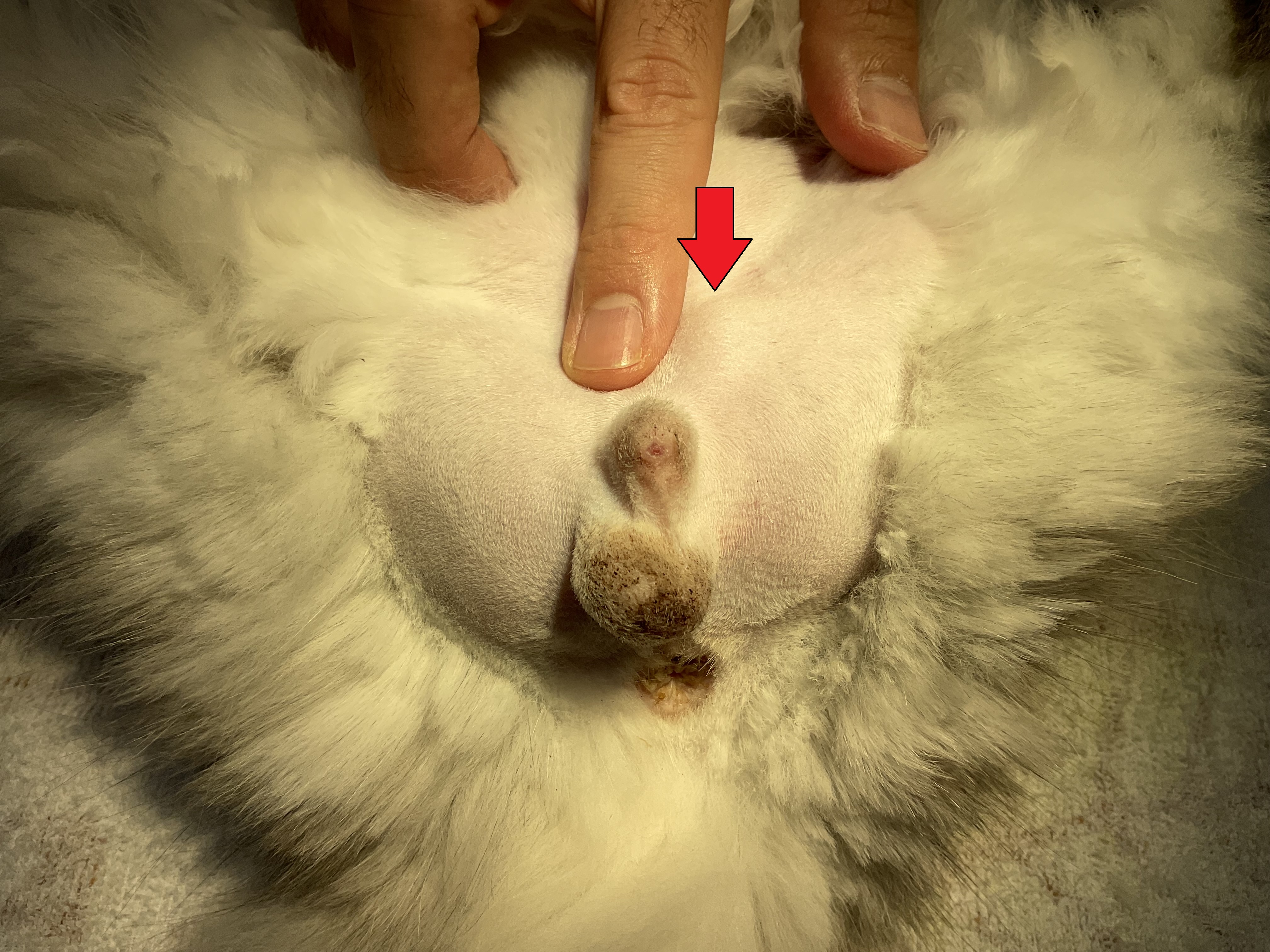 猫の停留精巣 潜在精巣 片玉 陰睾 ゆい動物病院
