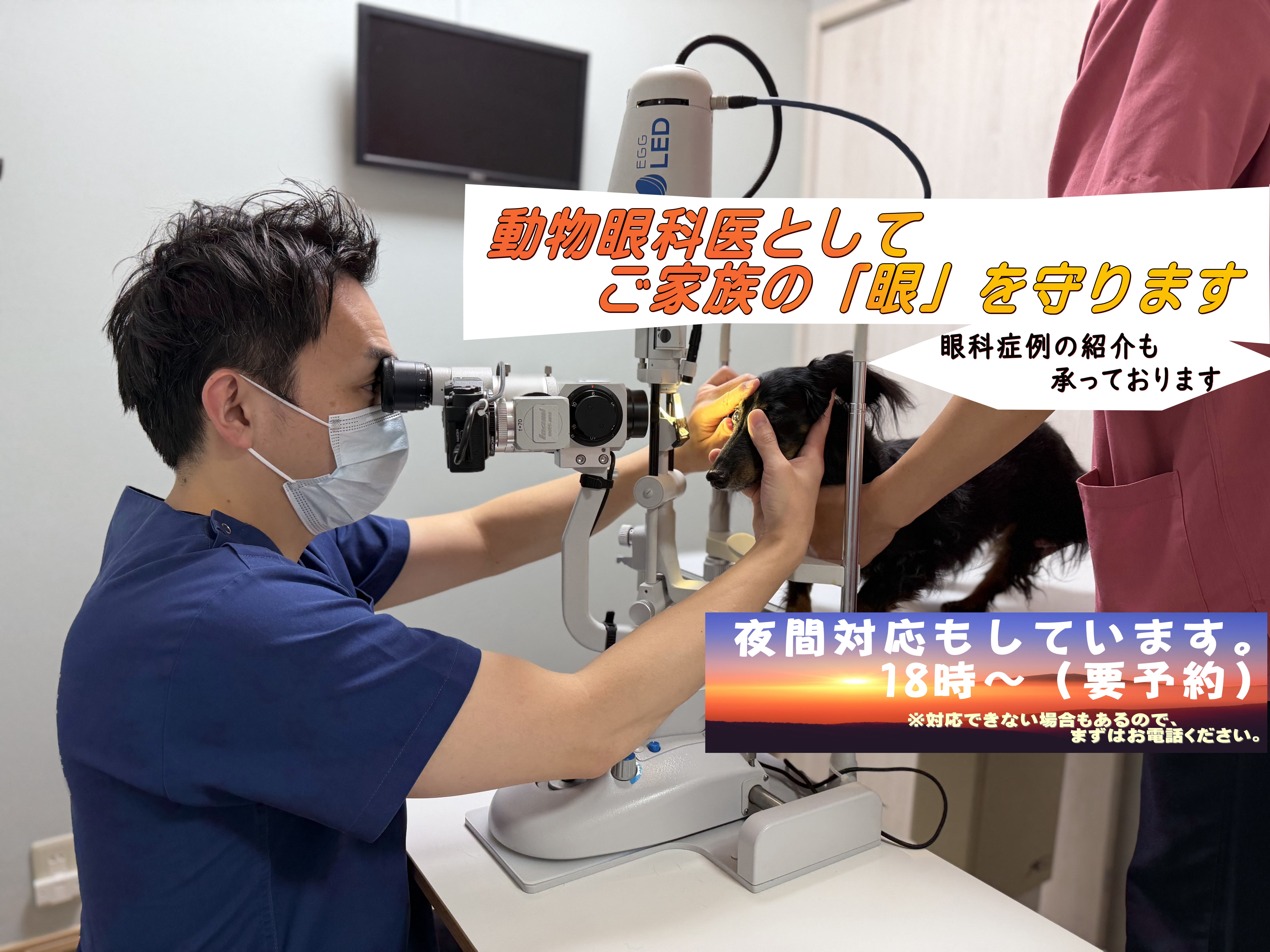 動物眼科 | ゆい動物病院